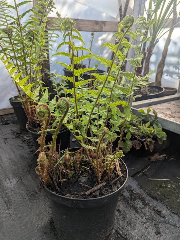 3L-4L Pot Dryopteris Male Fern