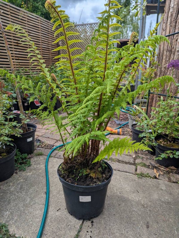 Dryopteris 7.5L Ferns Hardy