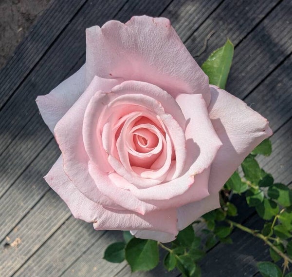 2 x Queen Elizabeth Floribunda 3 liter pot
