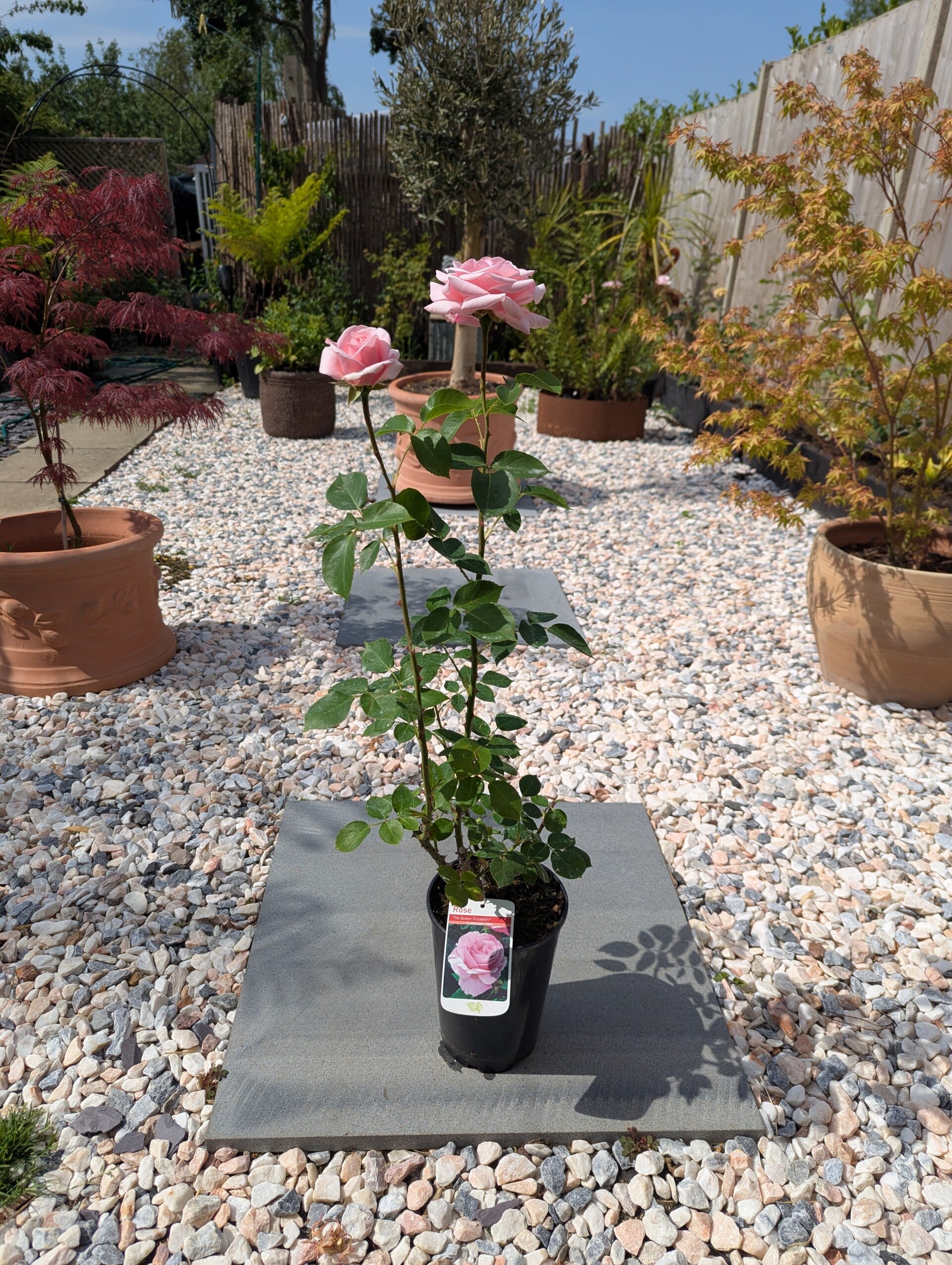 Queen Elizabeth Floribunda 3L Pot Rose