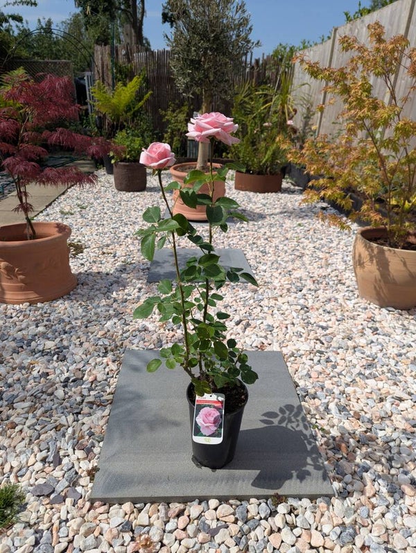 Queen Elizabeth Floribunda 3L Pot Rose
