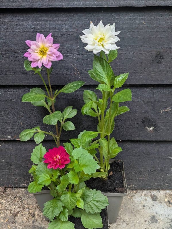 1 x Plants per order Dahlia Mixed Colours 9cm Pot