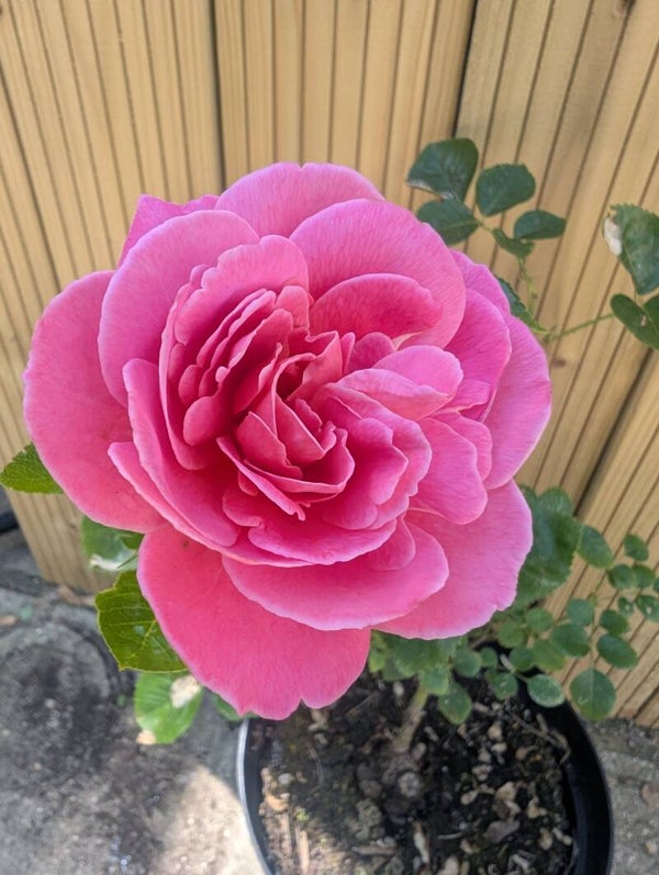 The 'Tickled Pink' Floribunda Rose 5 Liter Pot