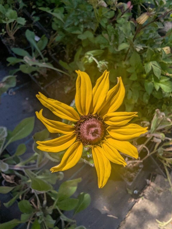 Rudbeckia 9cm pot perennial plant