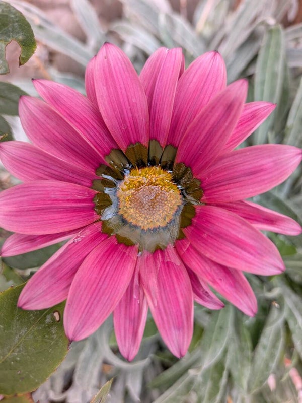 Gazania Kiss Mix