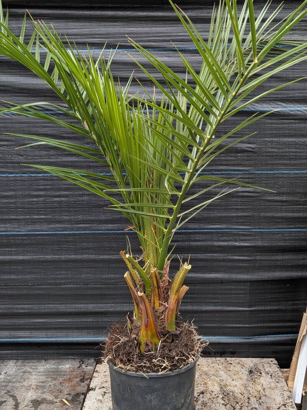 Phoenix Carex Palm 110cm