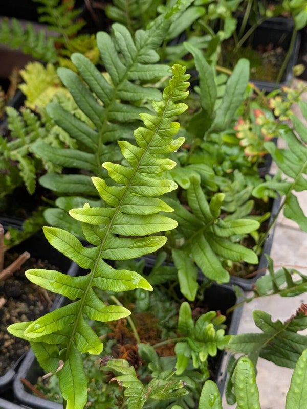 Polypodium Vulgare Ferns - 1 Liter