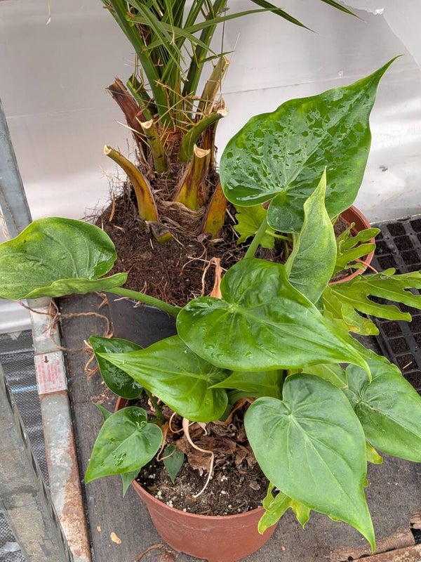 Alocasia Elephant Ear