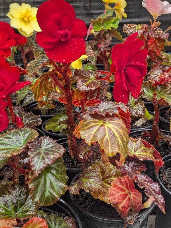 Begonia Non Stop Mixed 3 pack
