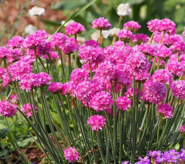 3 x Armenia Morning Star 9cm Pot Perennials Pink