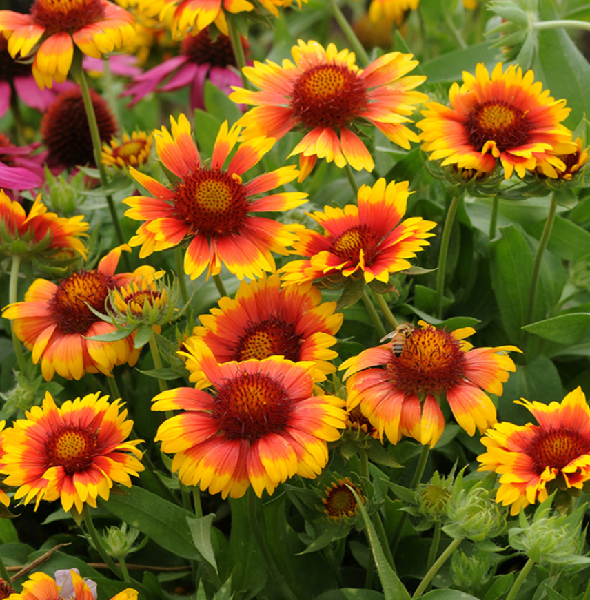 Gaillardia 9cm Potted Perennial Plants
