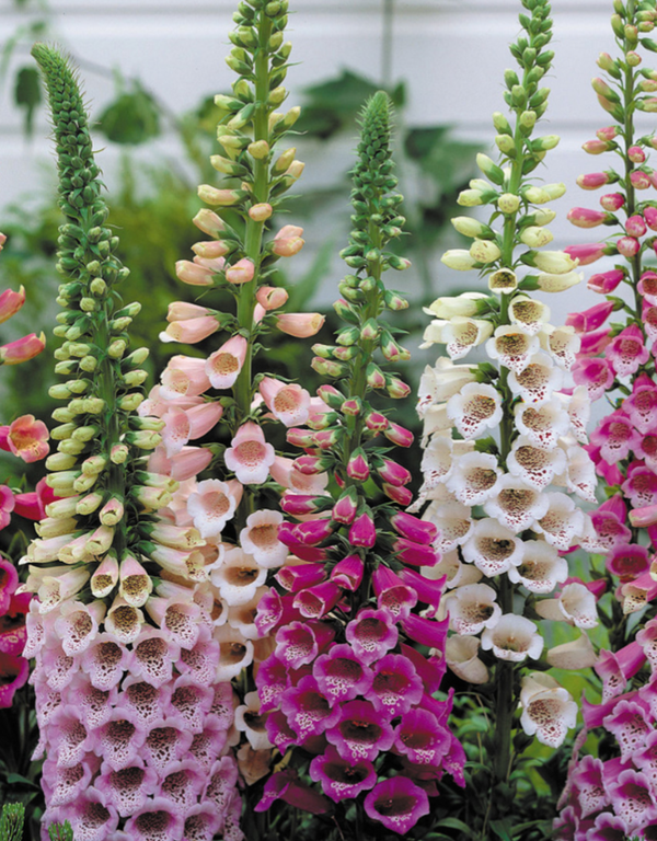 3 x Foxgloves mixed colours 9cm Pot