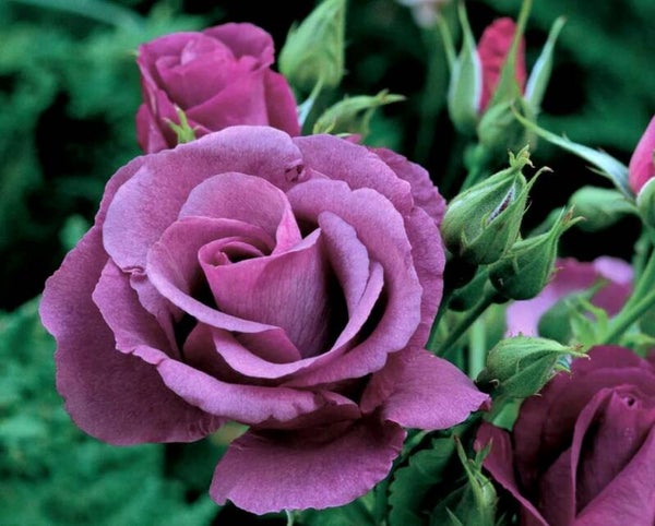 Rhapsody In Blue 2L Potted Roses Bush Floribunda