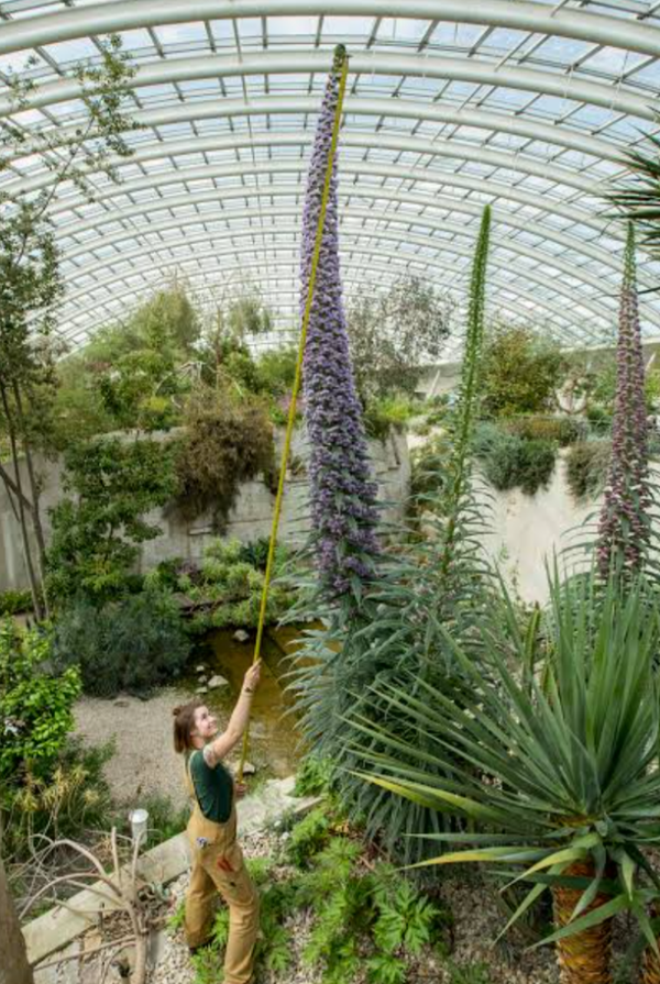 Echium Pininana Blue Flower Strong Stem 9cm Pot