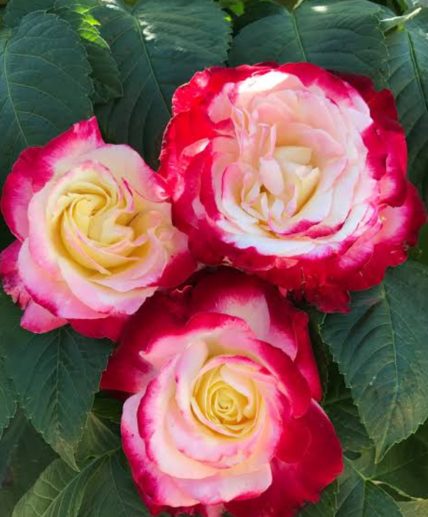 Double Delight 3L Pot Hybrid Tea Rose