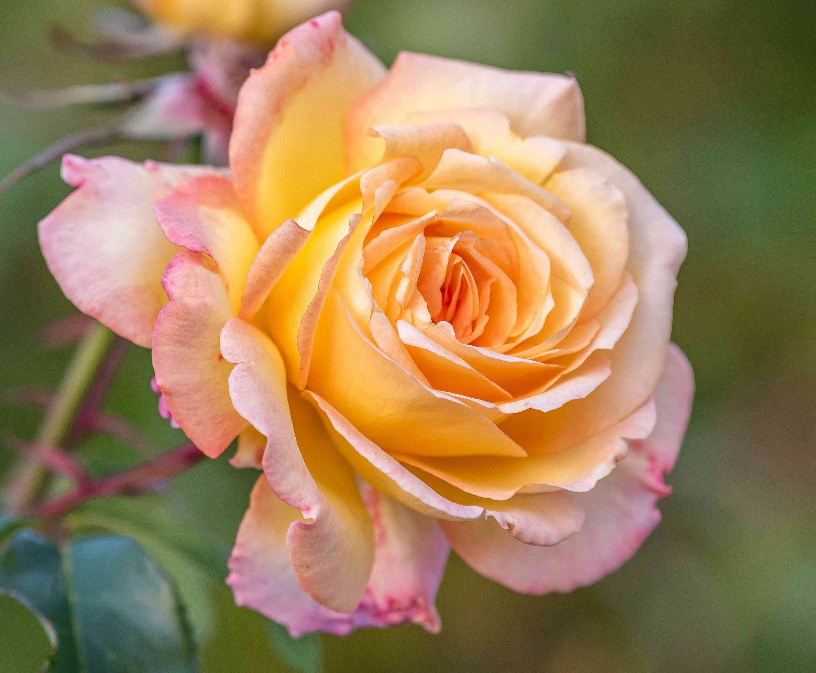 Peace Hybrid Tea Bush Rose Pink To Yellow Rhs Rose 2L Pot