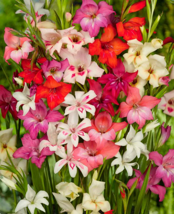 Gladiolus Mixed Colours Plants 9cm Pot