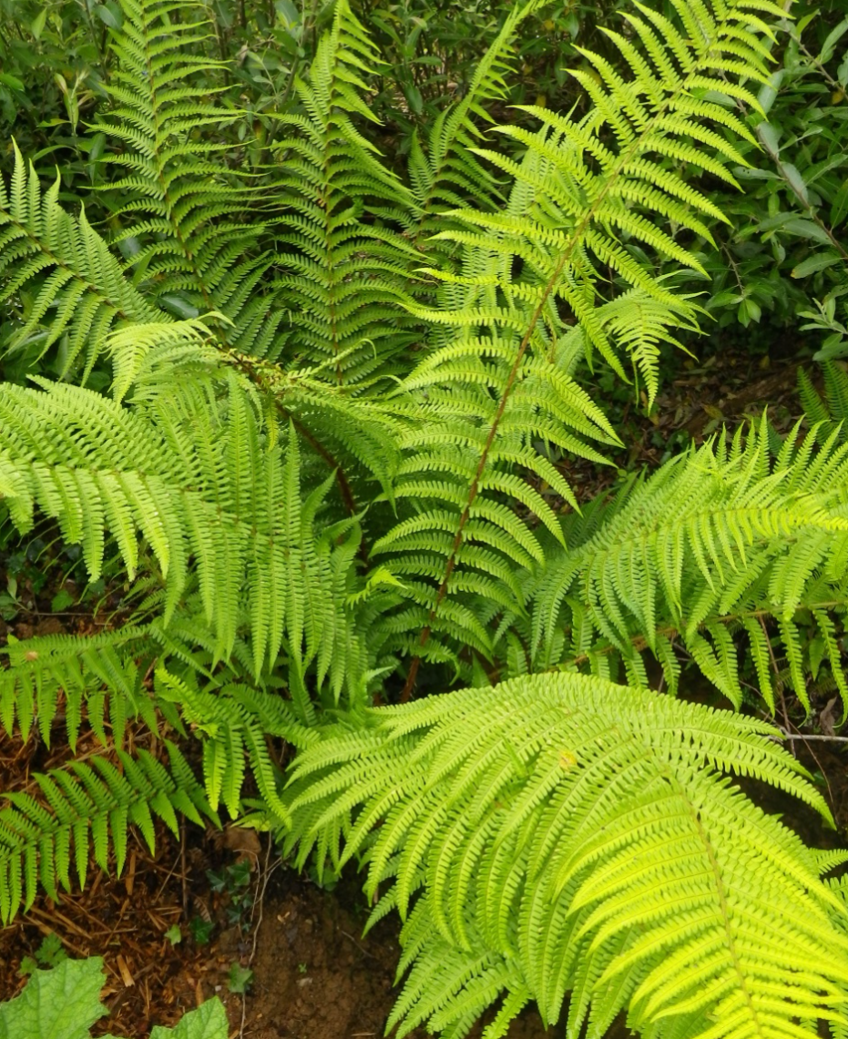 Dryopteris Male Fern 1L Potted Winter Hardy Come Back Every Year