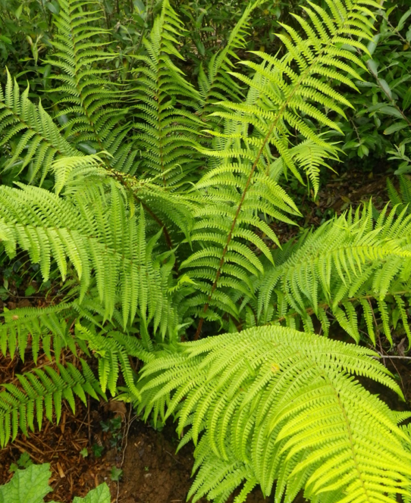 Dryopteris Male Fern 1L Potted Winter Hardy Come Back Every Year