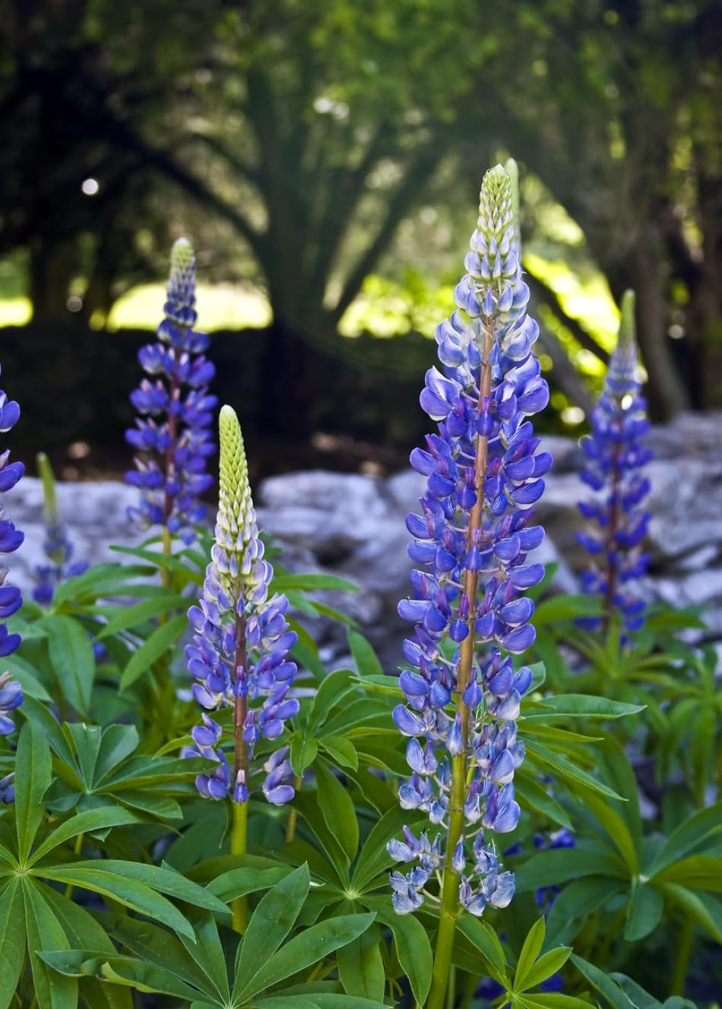 Lupins Blue Plants Perennial 9cm Pot