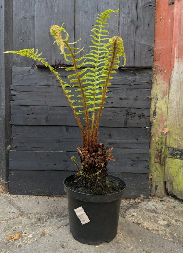 Dryopteris Male Fern 5L Potted Big Trunk 39cm including pot