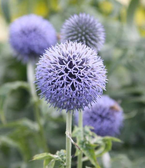 Blue Globe 9cm Potted Perennial