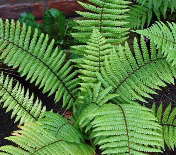 Dryopteris 4L Big Trunk Hardy Ferns