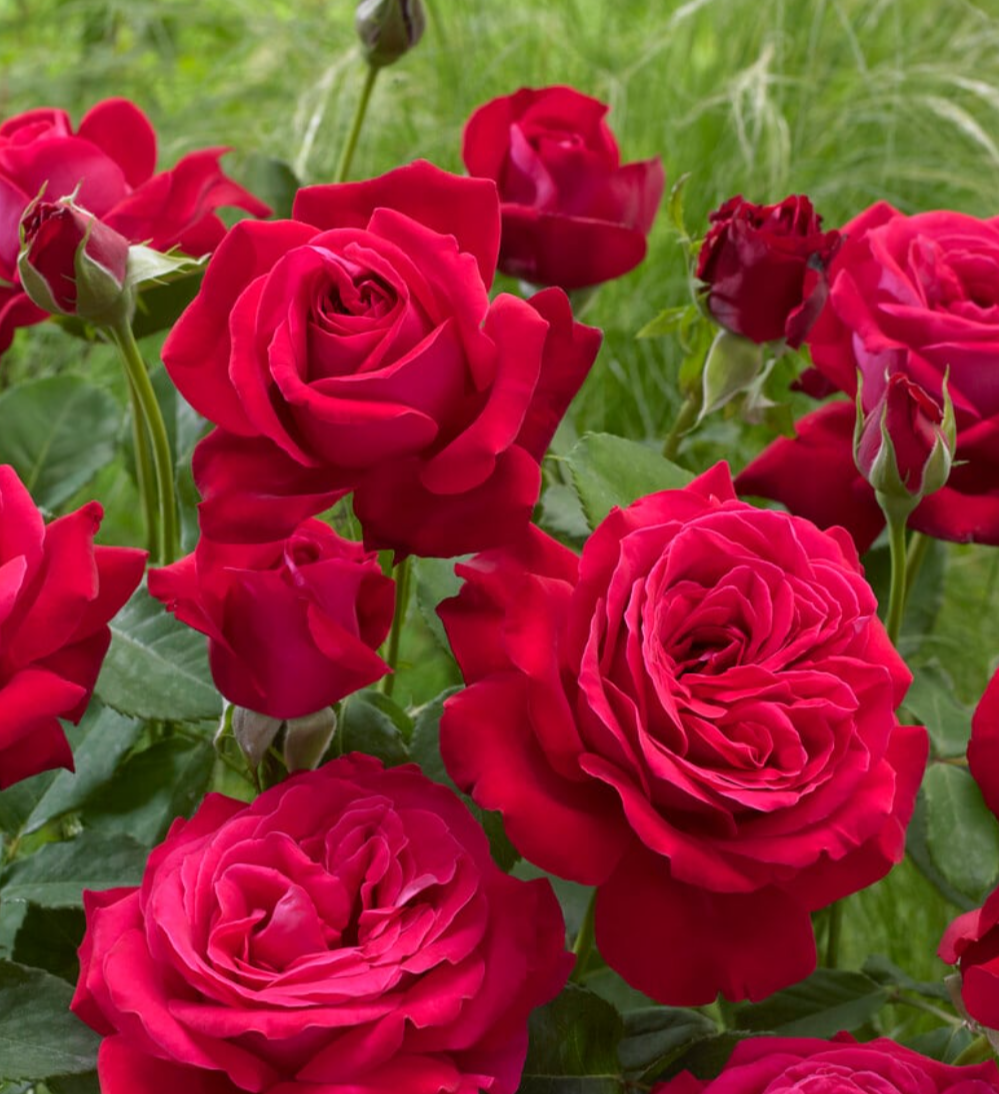 Red Hybrid Tea Rose Dame de Coeur'/RHS 3L Pot