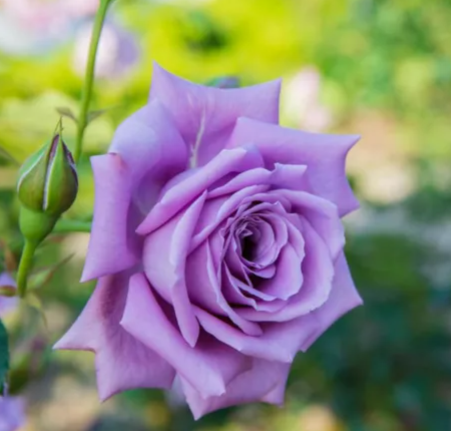 Blue Moon TRIO Hybrid Tea Bush Roses 5L Pot