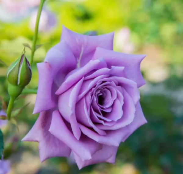 Blue Moon TRIO Hybrid Tea Bush Roses 5L Pot