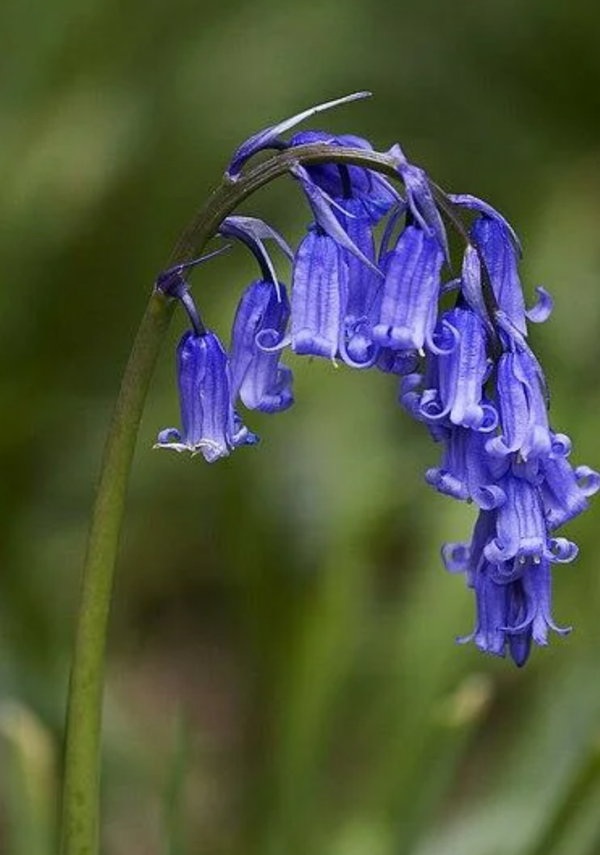 Hyacinthoides Bluebells 9cm Pot