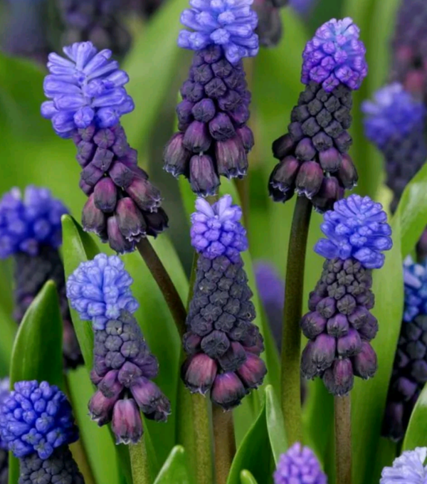 Muscari Blue 9cm Pot Perennial