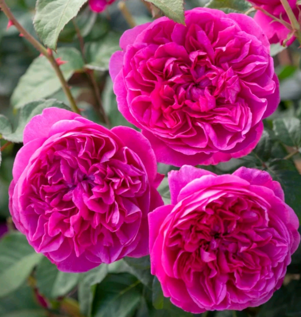 5L Pink Floribunda Rose Strong Fragrance