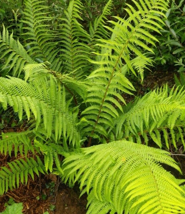 Dryopteris Multi Trunk 7.5L Ferns Hardy
