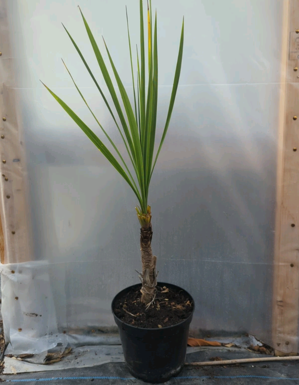 90cm Baby Cordyline Palm 5L Pot