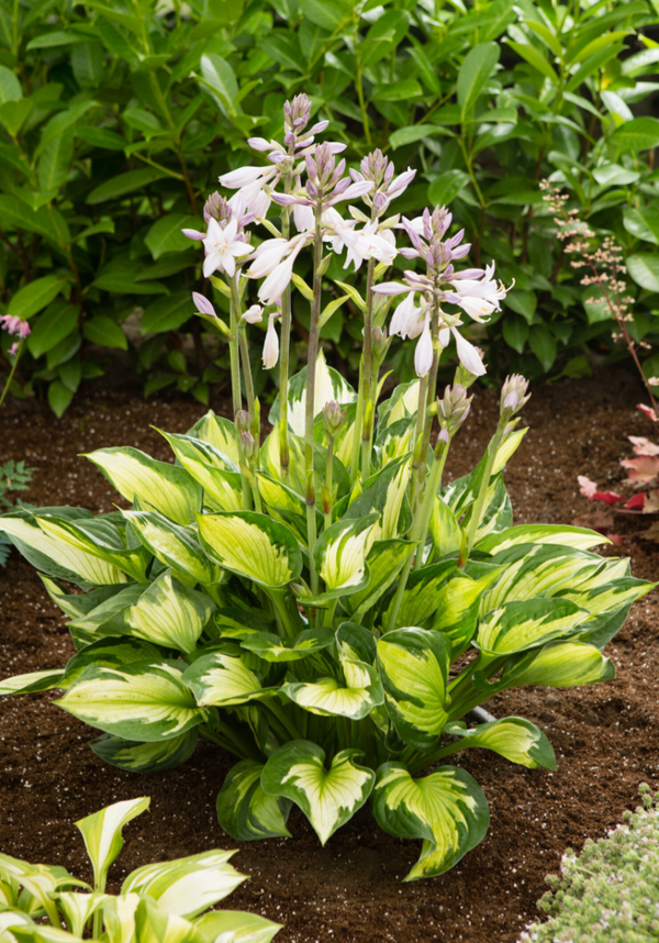 Hosta Hulk 9cm Pot perennial plant