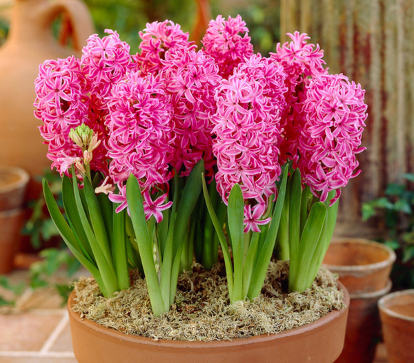 Hyacinthus multiflora 'Pink Pearl' - Garden Plants 1L Pot