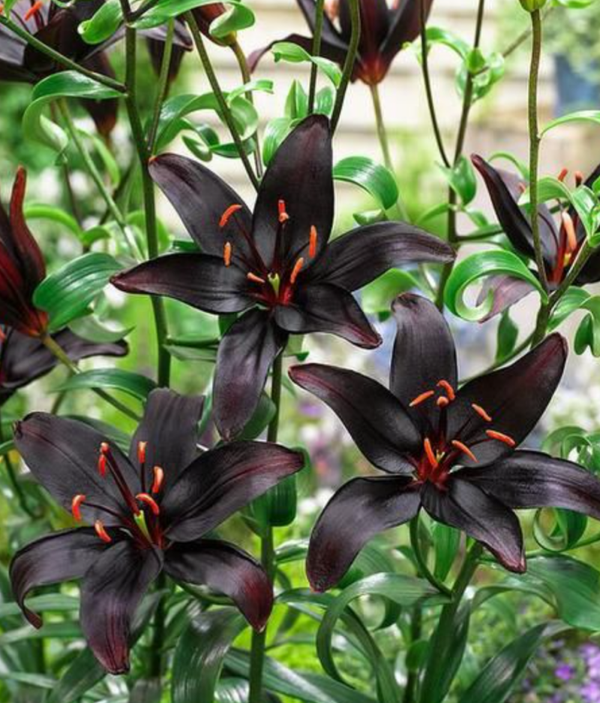 Lilium 'Night Rider 1L Pot
