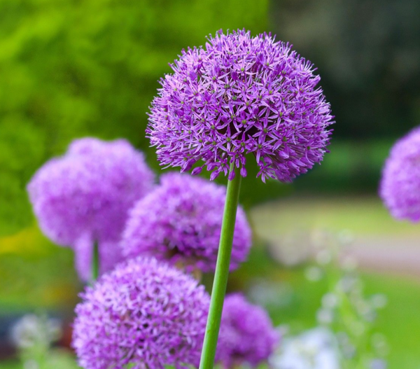 Allium 9cm Potted Perennial purple