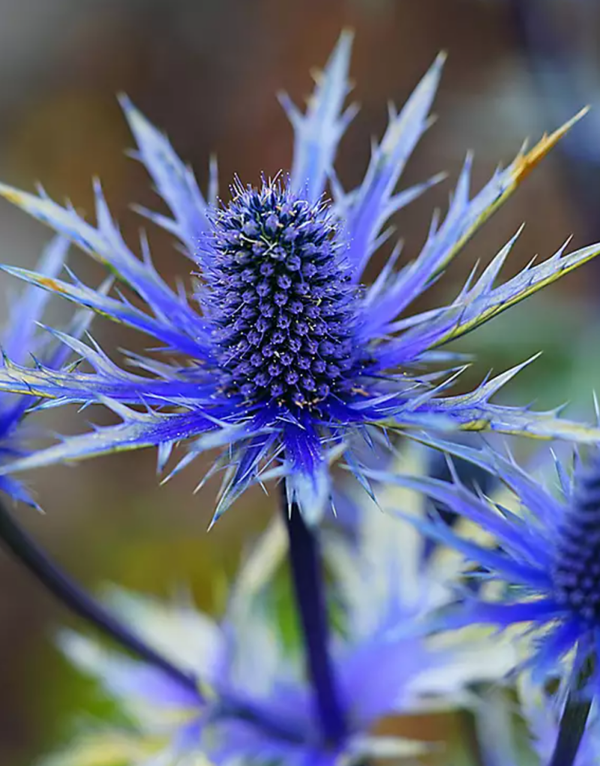 Eryngium sea holly blue hobbit 9cm pot