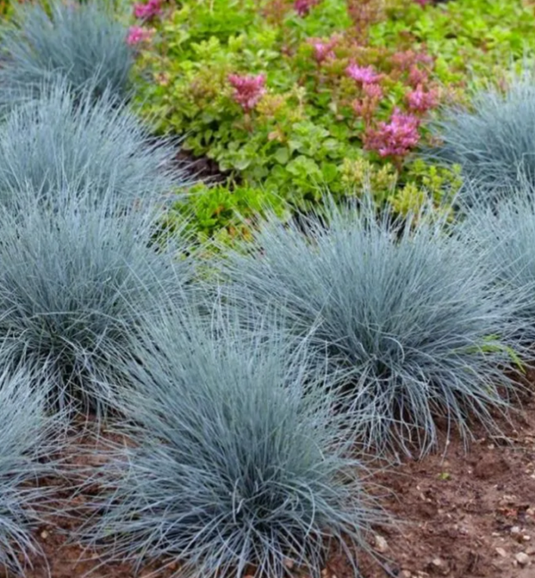 9 X Potted Grasses 9cm Pot Festuca glauca Blue Fescue