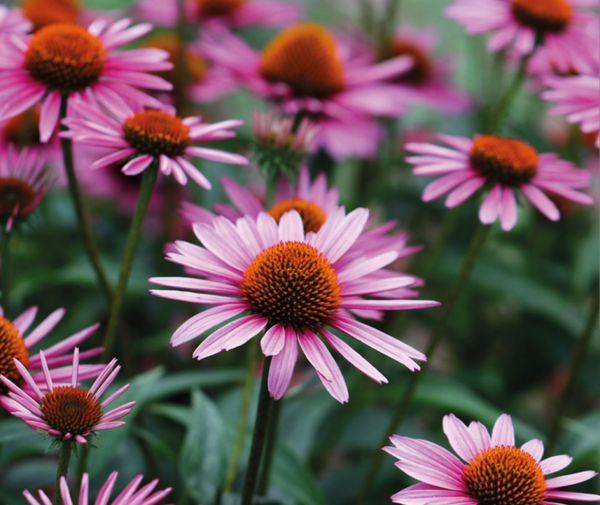 1L Pot Echinacea purpurea 'Magnus' Purple coneflower