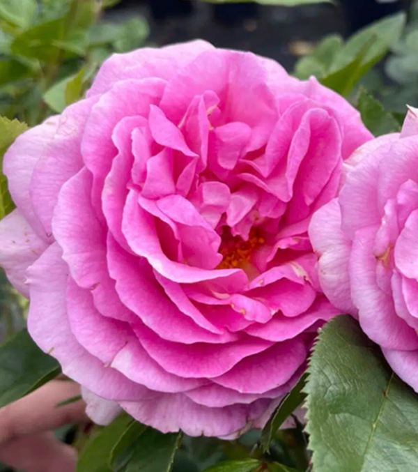 Special Mum 3L Pot Bush Rose Mother's Day