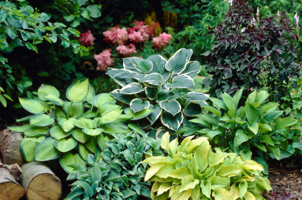Hosta mix 3 plants per order x 9cm pot
