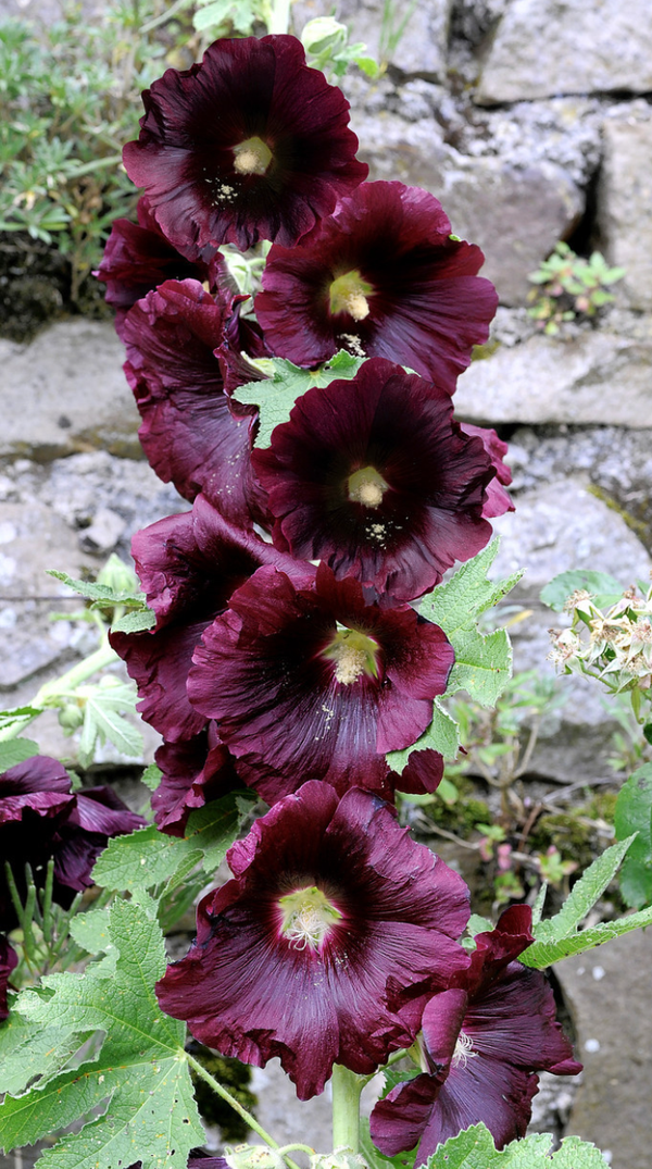 Rosea Nigra Perennial 9cm Pot