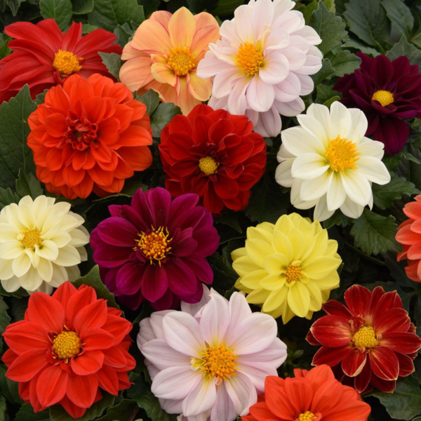 1 x Plants per order Dahlia Mixed Colours 9cm Pot