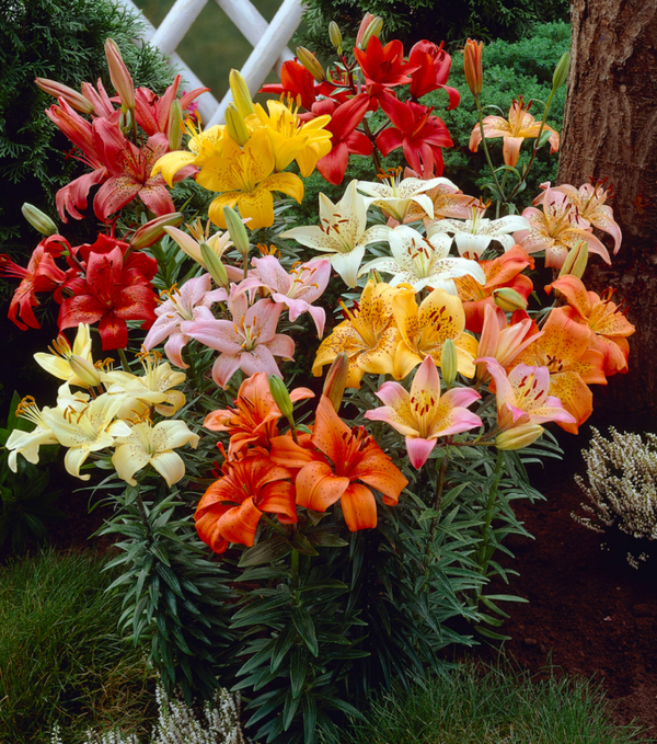 1L Lilium Lilies Mixed Colours