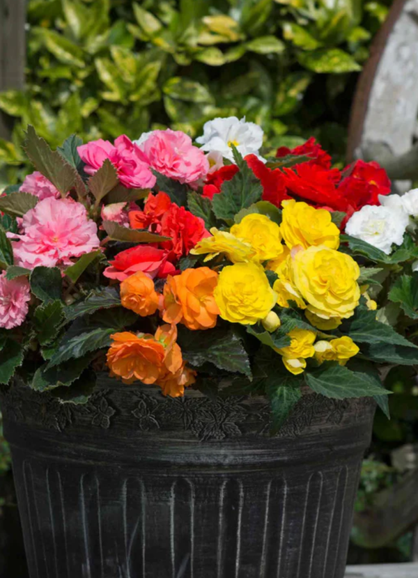 3 plants x Begonia Non Stop Mixed 9cm Pot Perennials