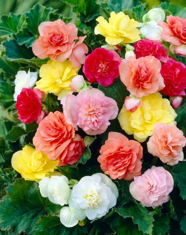 3 plants x Begonia Non Stop Mixed 9cm Pot Perennials
