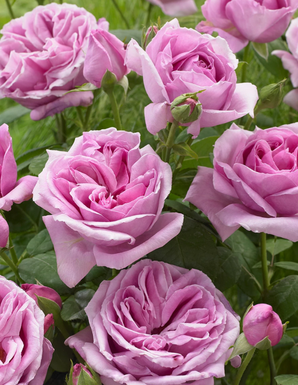 Violet Perfume Bareroot rose